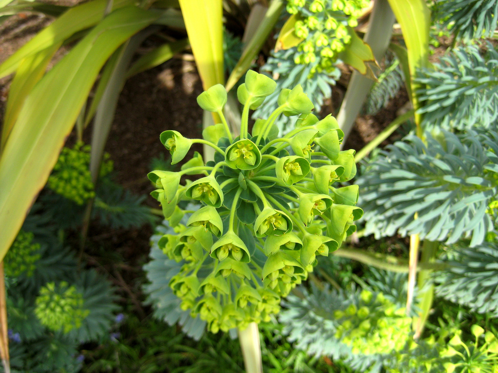 معرفی و راهنمای پرورش گیاهان زینتی - شیرسنگ